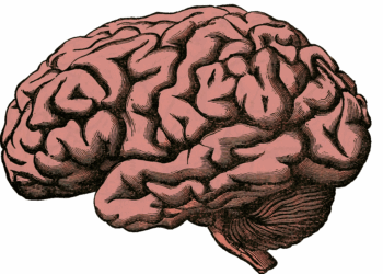 Hippocampus: Architect of Our Memories