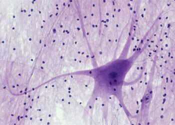 Jaringan Saraf: Neuron Motorik Sumsum Tulang Belakang